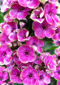 Phlox paniculata 'Aureole'